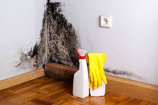 Best Professional Mold Removal  in Rogersville, TN